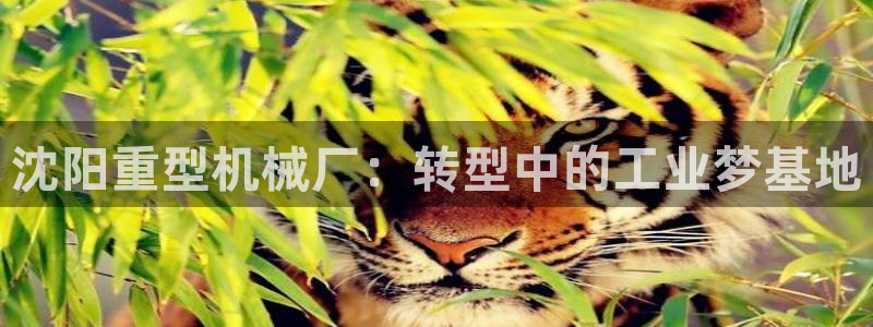 龙八国际手机游戏官网